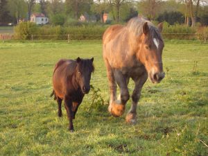 Nos chevaux