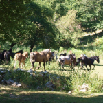 des chevaux