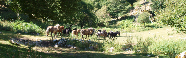 des chevaux